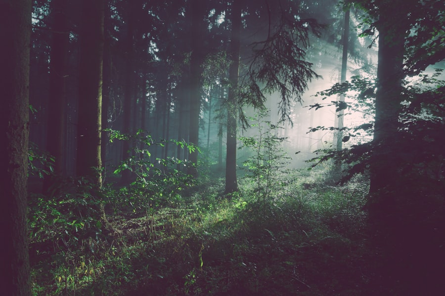 Forest track for everyday outdoor movement with Gorgeousplantbio